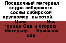 Посадочный материал кедра сибирского (сосны сибирской) крупномер, высотой 3-3.5  › Цена ­ 19 800 - Все города Сад и огород » Интерьер   . Брянская обл.